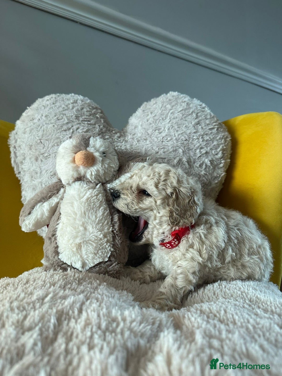 Schnoodle dogs for sale: Schnoodle Puppies - Advert 10