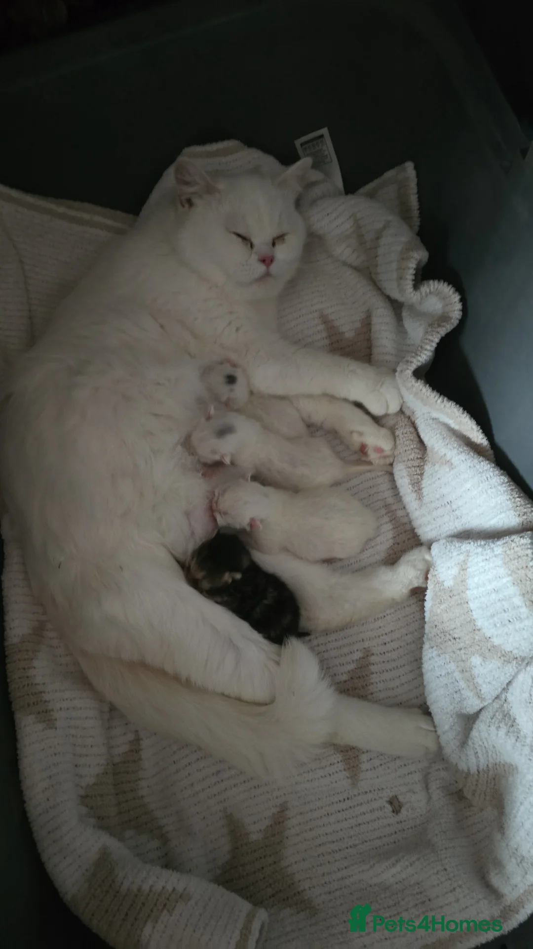 Exotic cats for sale: Persian/British Shorthaired cats - Advert 2