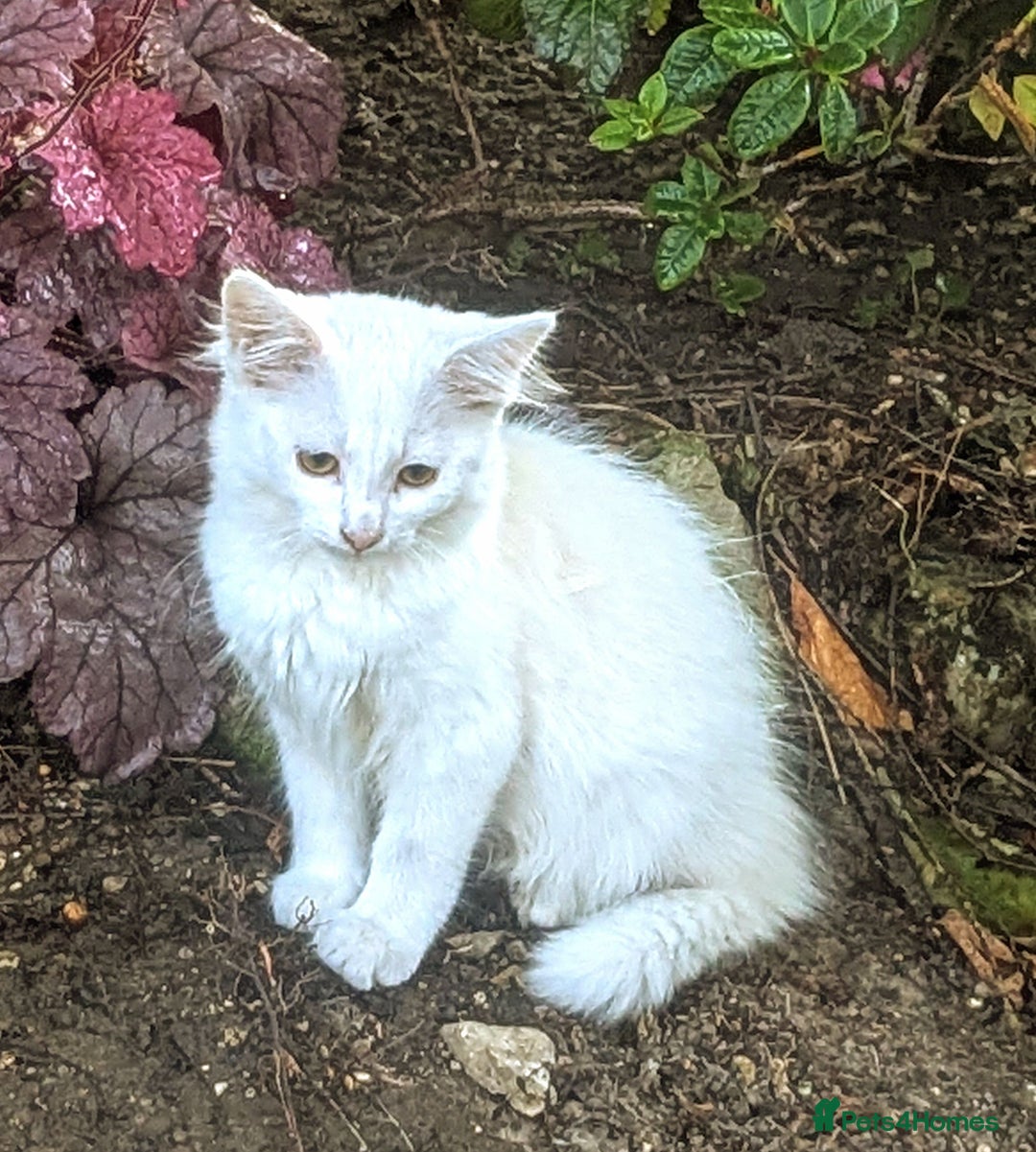 Mixed Breed cats for sale: Premium kittens for sale - Image 12