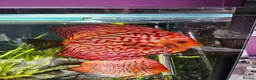 Discus fish for sale: Discus fish x 6 - Advert 1