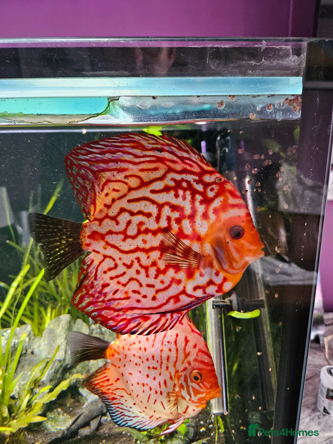 Discus fish for sale: Discus fish x 6 - Advert 1