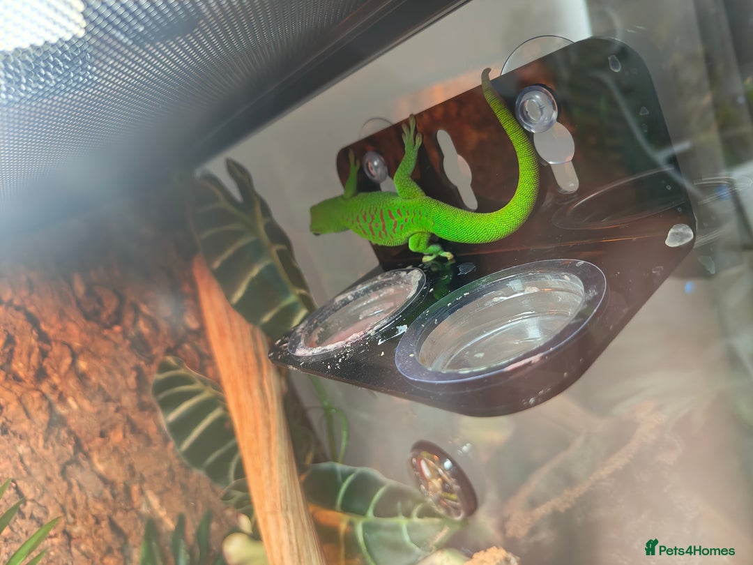 Gecko reptiles for sale: Giant Day Gecko & Set Up Available - Image 7