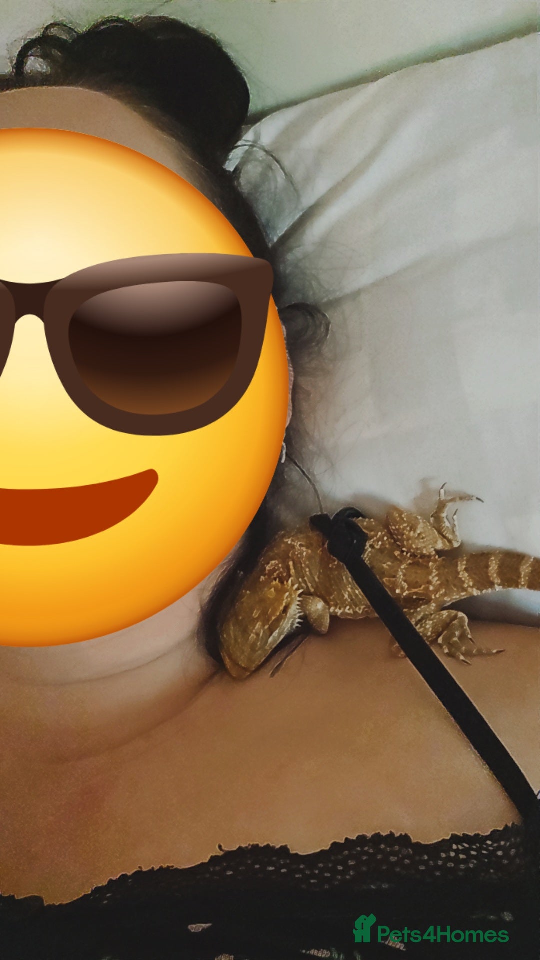 Bearded Dragon reptiles for sale: Nacho the Beardie in Leicester - Advert 4