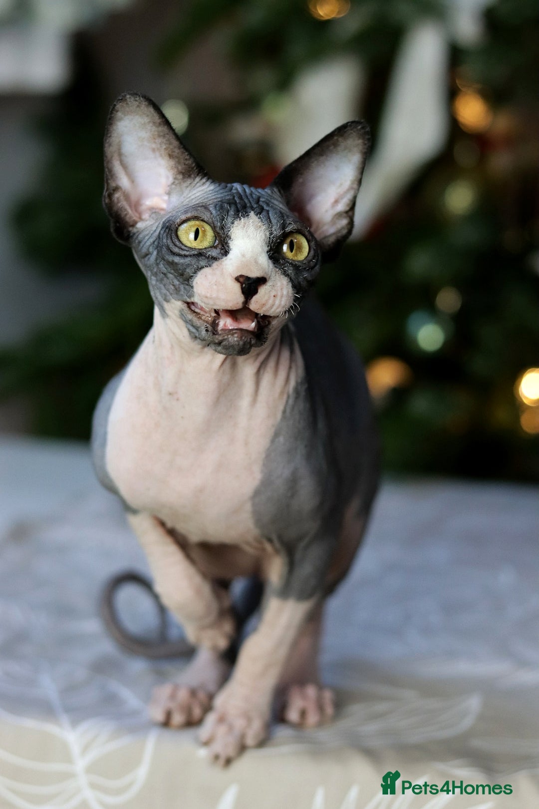 Sphynx cats for sale: Bloodline Sphynx Kittens  - Advert 3