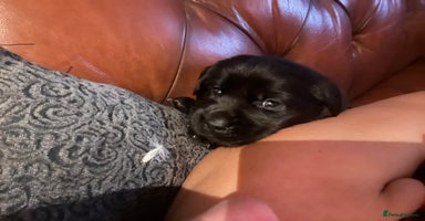 Labrador Retriever dogs - Advert 4