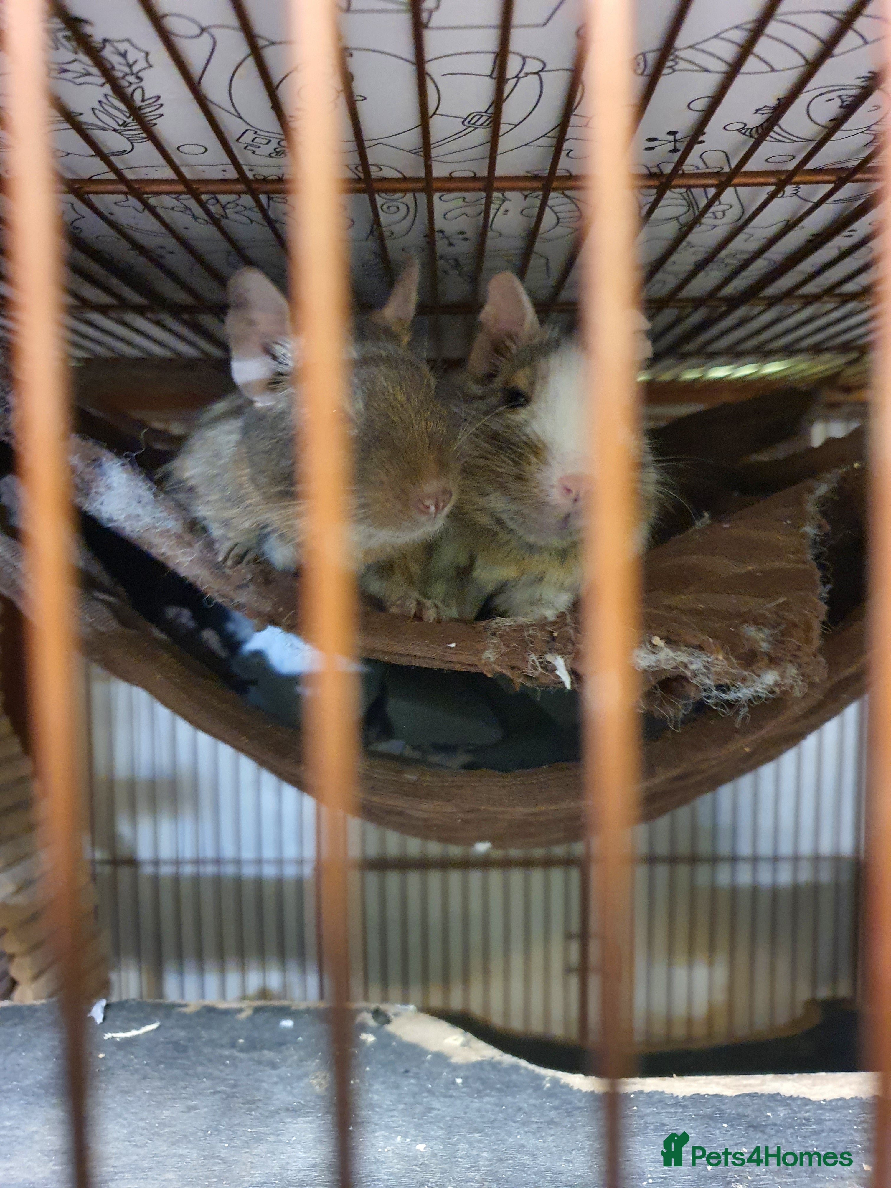 Degus rodents 2 male degus and cage - Advert 17