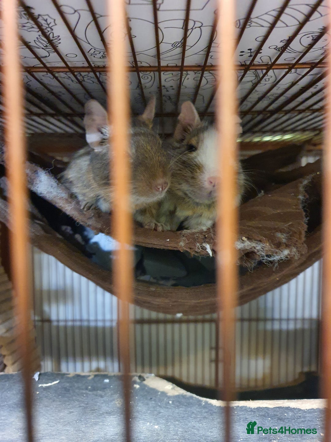 Degus rodents for sale: 2 male degus and cage - Advert 1