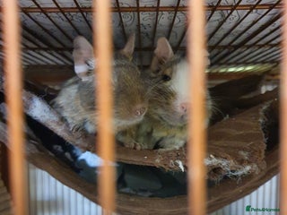 Degus rodents 2 male degus - Advert 1