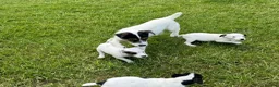 Jack Russell dogs for sale: Jack Russell terriers ready now 🏡 - Advert 8