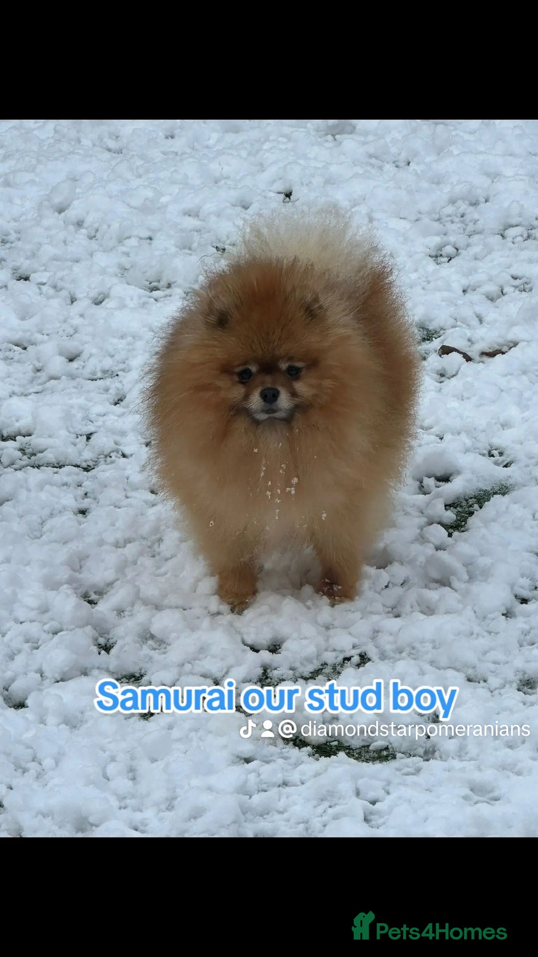 Pomeranian dogs for stud: Samurai kc registered boy for stud in Barnsley - Advert 4