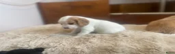 Cocker Spaniel dogs for sale: Working cocker spaniels  - Advert 12