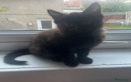 Ragdoll cats for sale: 3 ragdoll boys - Image 3