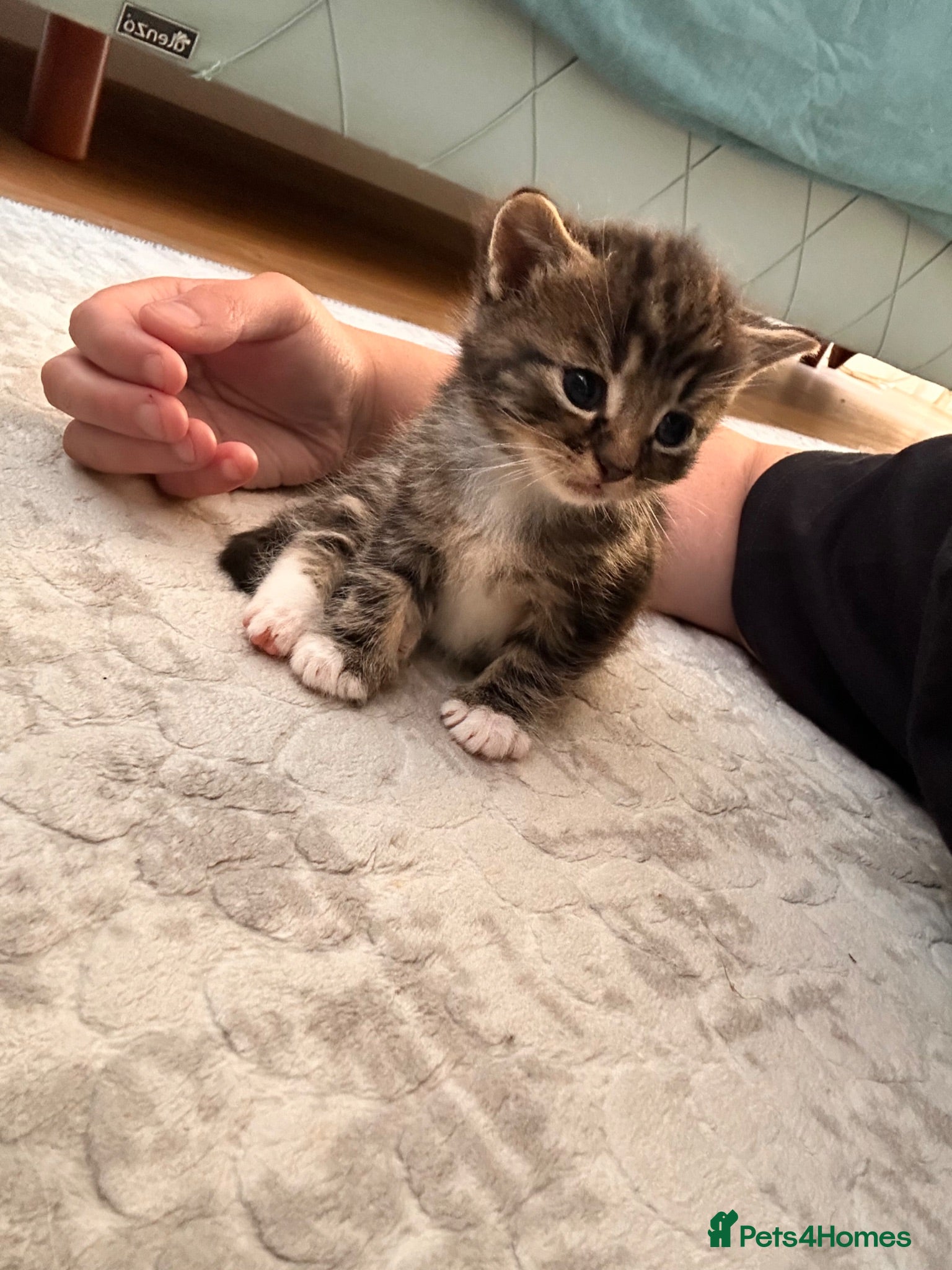 Mixed Breed cats 8 adorable kittens for sale - Advert 13