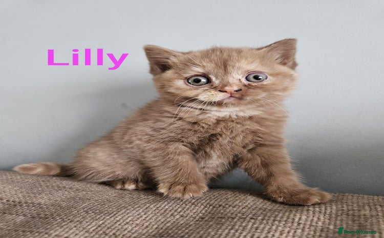 British Shorthair cats - Advert 12
