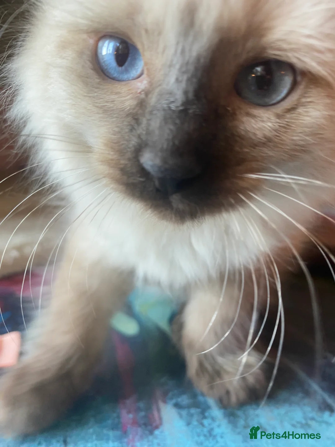 Ragdoll cats for sale: Adorable Ragdolls  - Advert 2