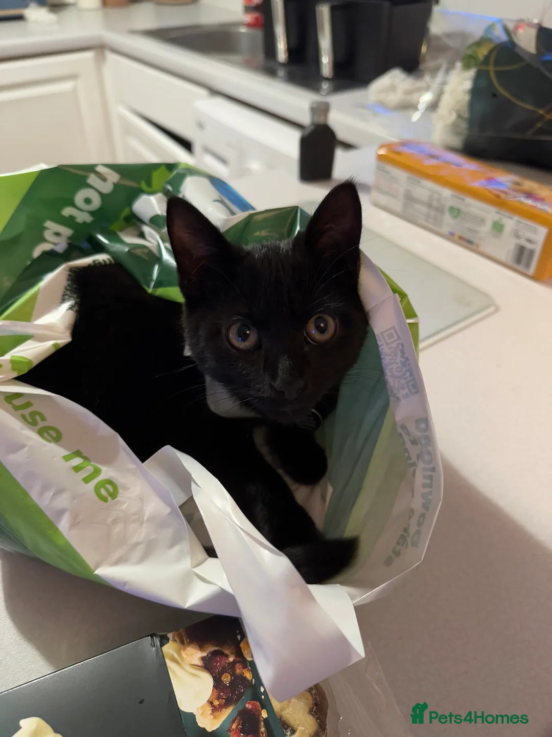 British Shorthair cats for sale: 1 year old black cat  in Gosport - Advert 4
