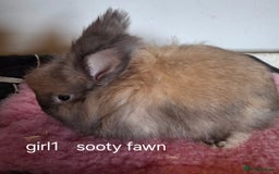 Angora rabbits for sale: Baby Angoras ready to reserve  - Image 4