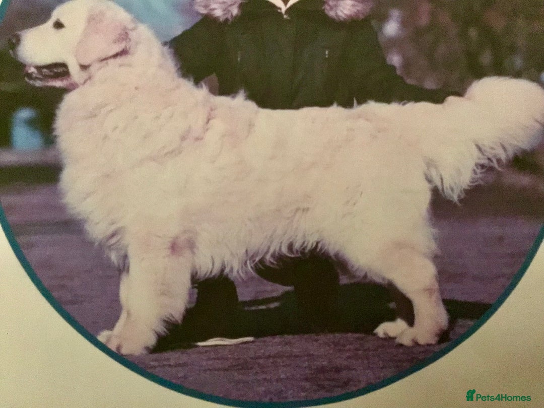 Golden Retriever dogs for sale: Beautiful KC registered golden retriever puppies  - Advert 2