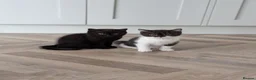 British Shorthair cats for sale: GCCF Registered Kittens  - Advert 6