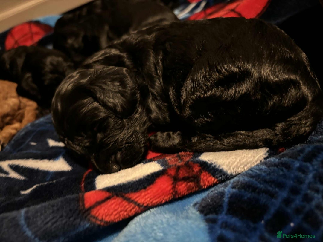 Cockapoo dogs for sale: 1 LEFT Toy f1b cokapoos🐶🐶 - Advert 21