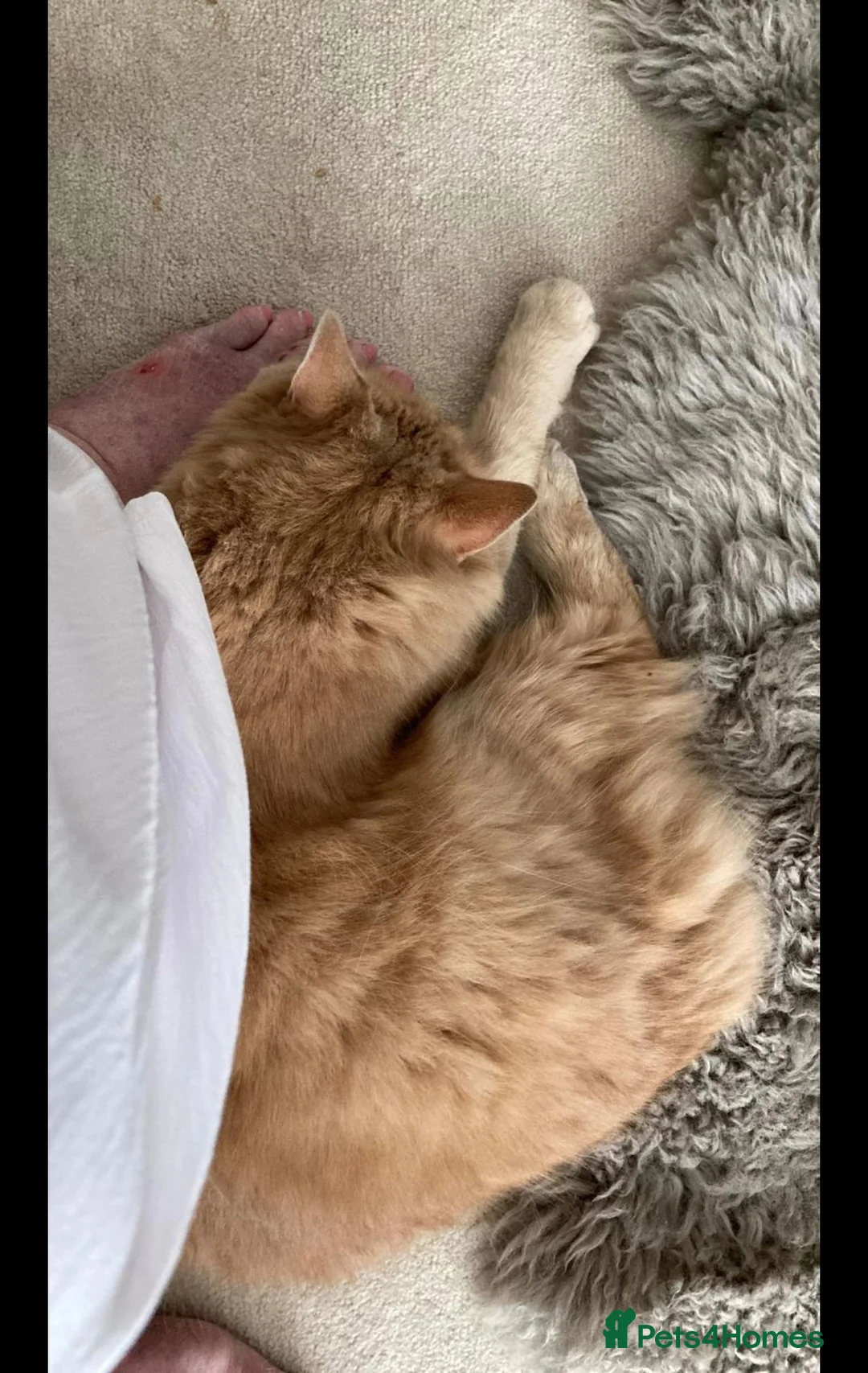Mixed Breed cats for sale: 2 beautiful male cats in Hengoed - Advert 2