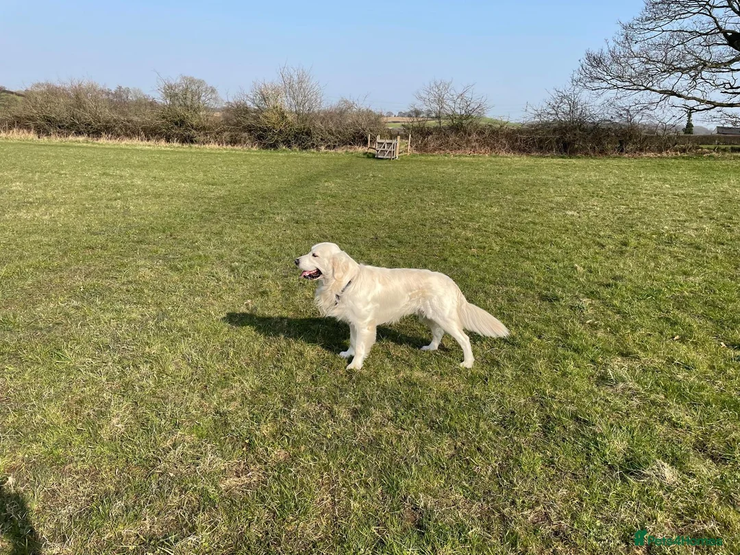 Golden Retriever dogs for sale: Due 01/04 a litter of beautiful Golden retrievers  - Advert 21