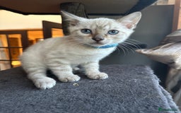 Bengal cats for sale: Snow lynx bengal kittens - Image 18