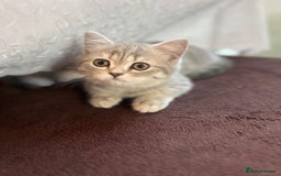Scottish Fold cats for sale: Adorable Scottish Kitten Looking for a Loving Home - Image 3