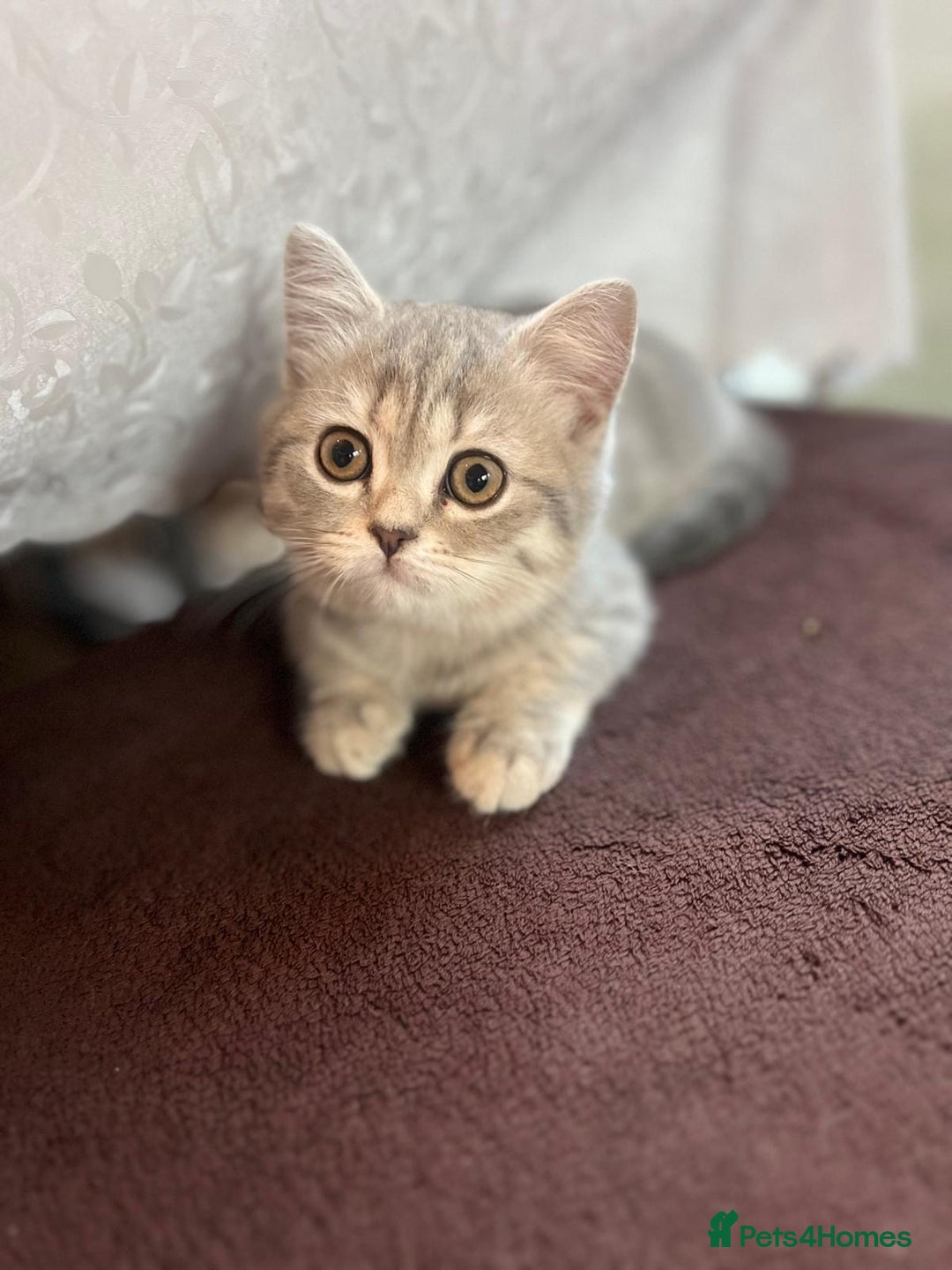 Scottish Fold cats for sale: Adorable Scottish Kitten Looking for a Loving Home - Image 3