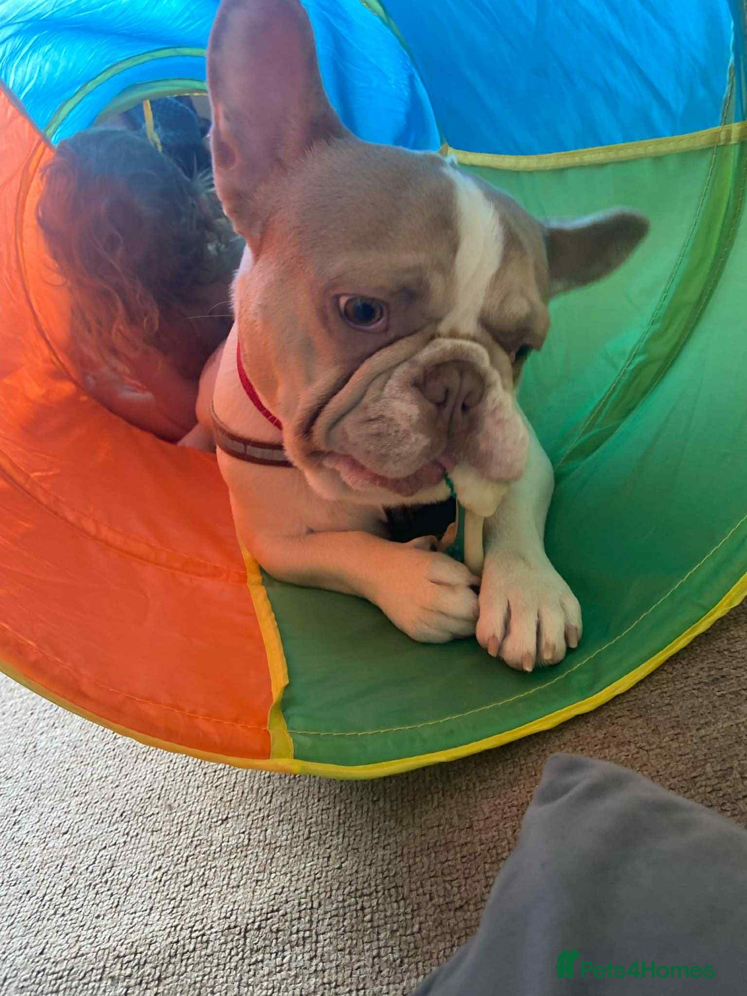 French Bulldog dogs French bulldog 12 month's old - Advert 9