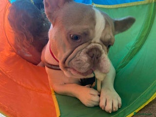 French Bulldog dogs French bulldog 12 month's old - Advert 3