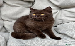 British Shorthair cats for sale: British Shorthair Chunky kittens - Image 28