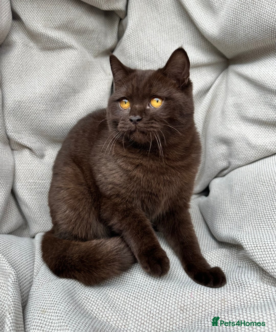 British Shorthair cats for sale: British Shorthair Chunky kittens - Image 28