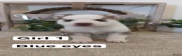 Siberian Husky dogs for sale: Siberian husky puppys - Advert 3