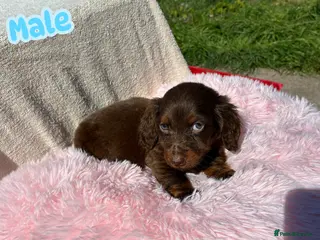 Miniature Dachshund dogs Miniature dachshund pups long hair & smooth hair - Advert 11