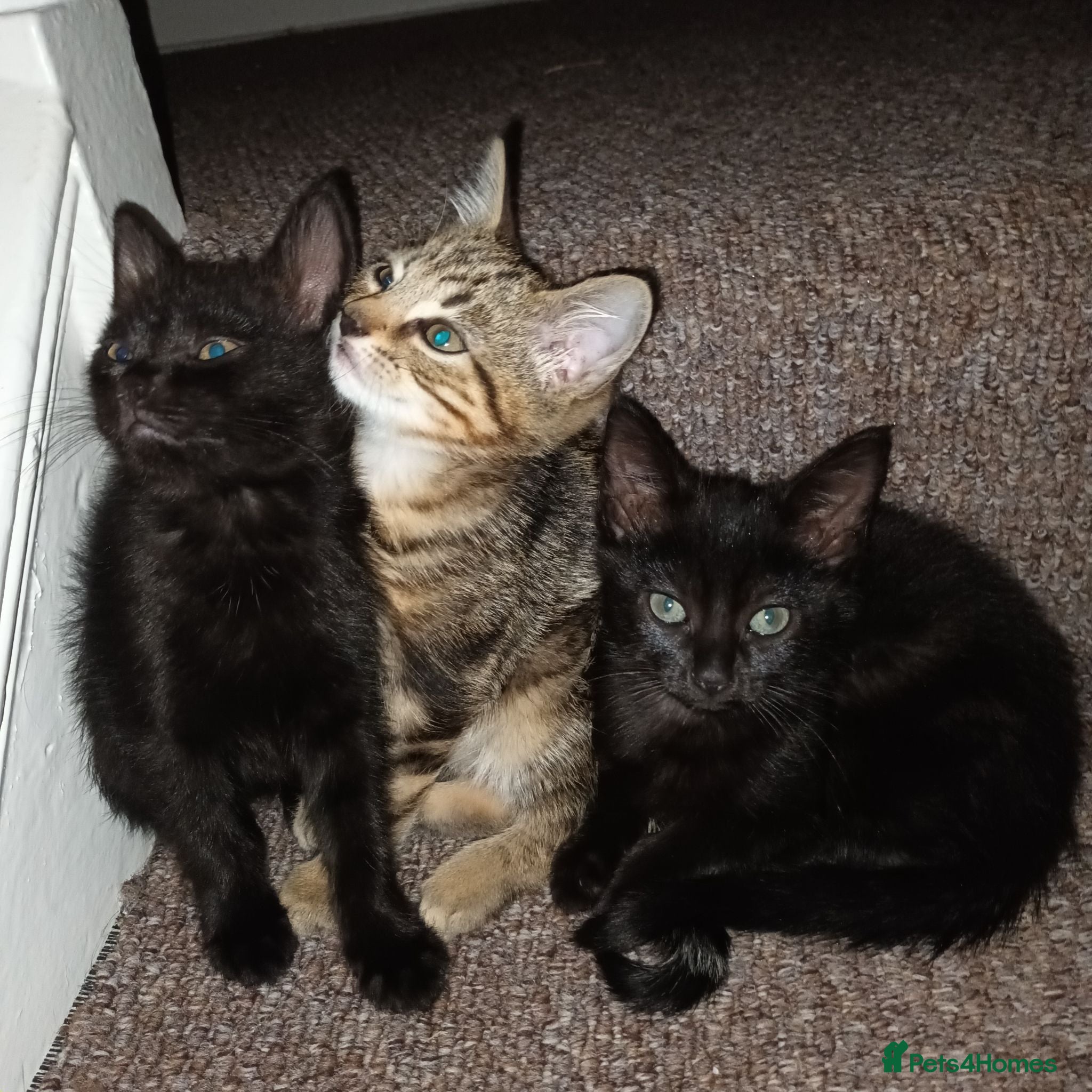British Shorthair cats for sale: Kittens ready to leave  - Advert 1