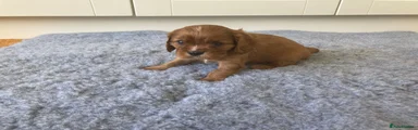 Cavalier King Charles Spaniel 5