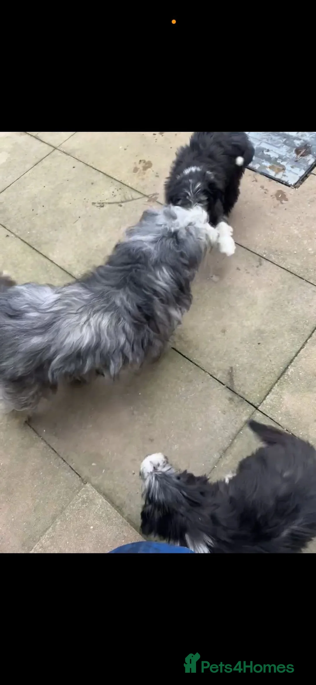 Bearded Collie dogs for sale: Beautiful Bearded Collie Puppies.  - Advert 2