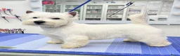 West Highland Terrier dogs for sale: Beautiful west highland terrier pups - Advert 3