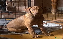 Rhodesian Ridgeback dogs for sale: LADYLIUWA KC REG. LITTER: LAST TWO PUPS FOR SALE in Grantham - Image 5