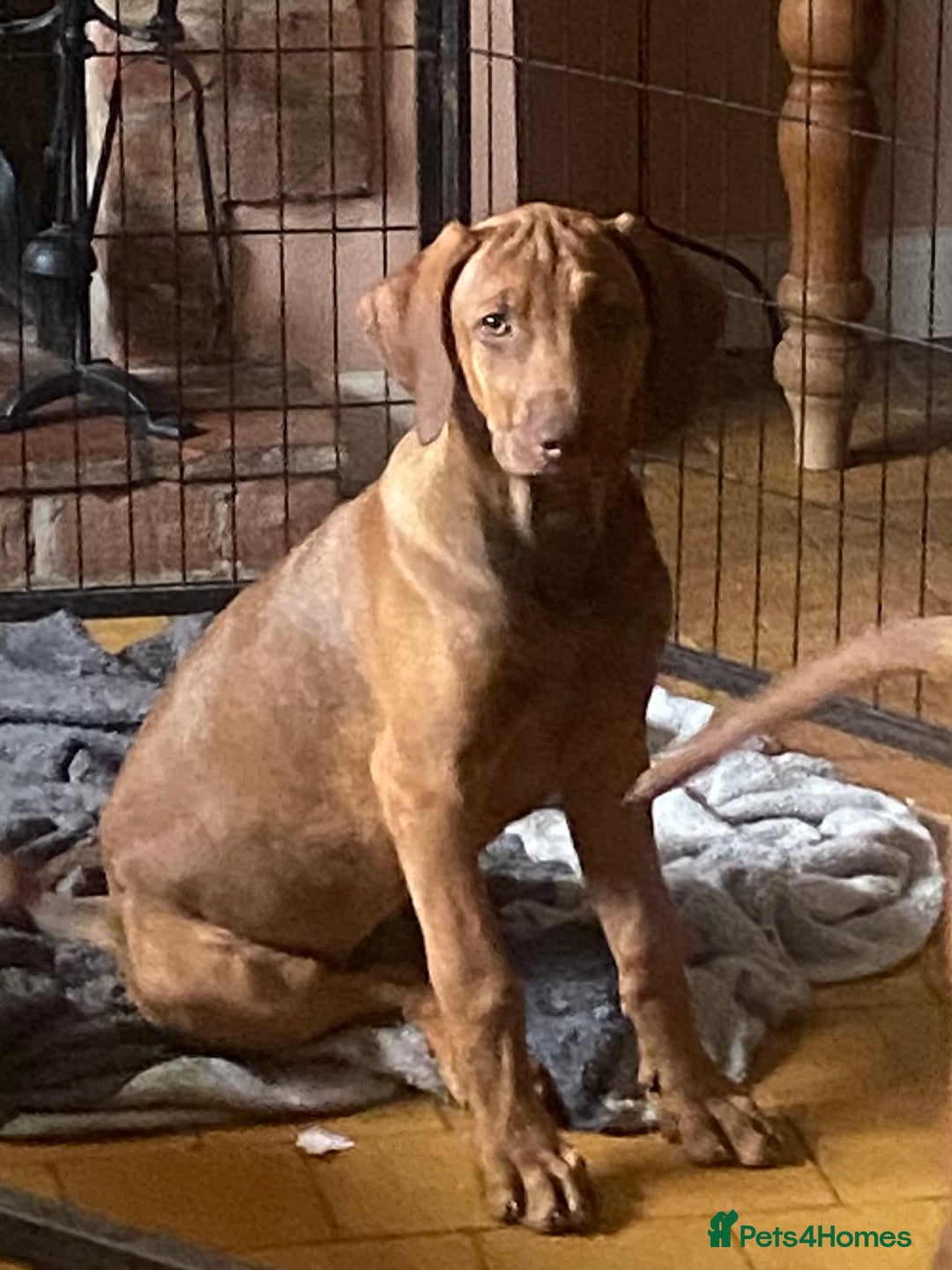 Rhodesian Ridgeback dogs for sale: LADYLIUWA KC REG. LITTER: LAST TWO PUPS FOR SALE in Grantham - Image 5