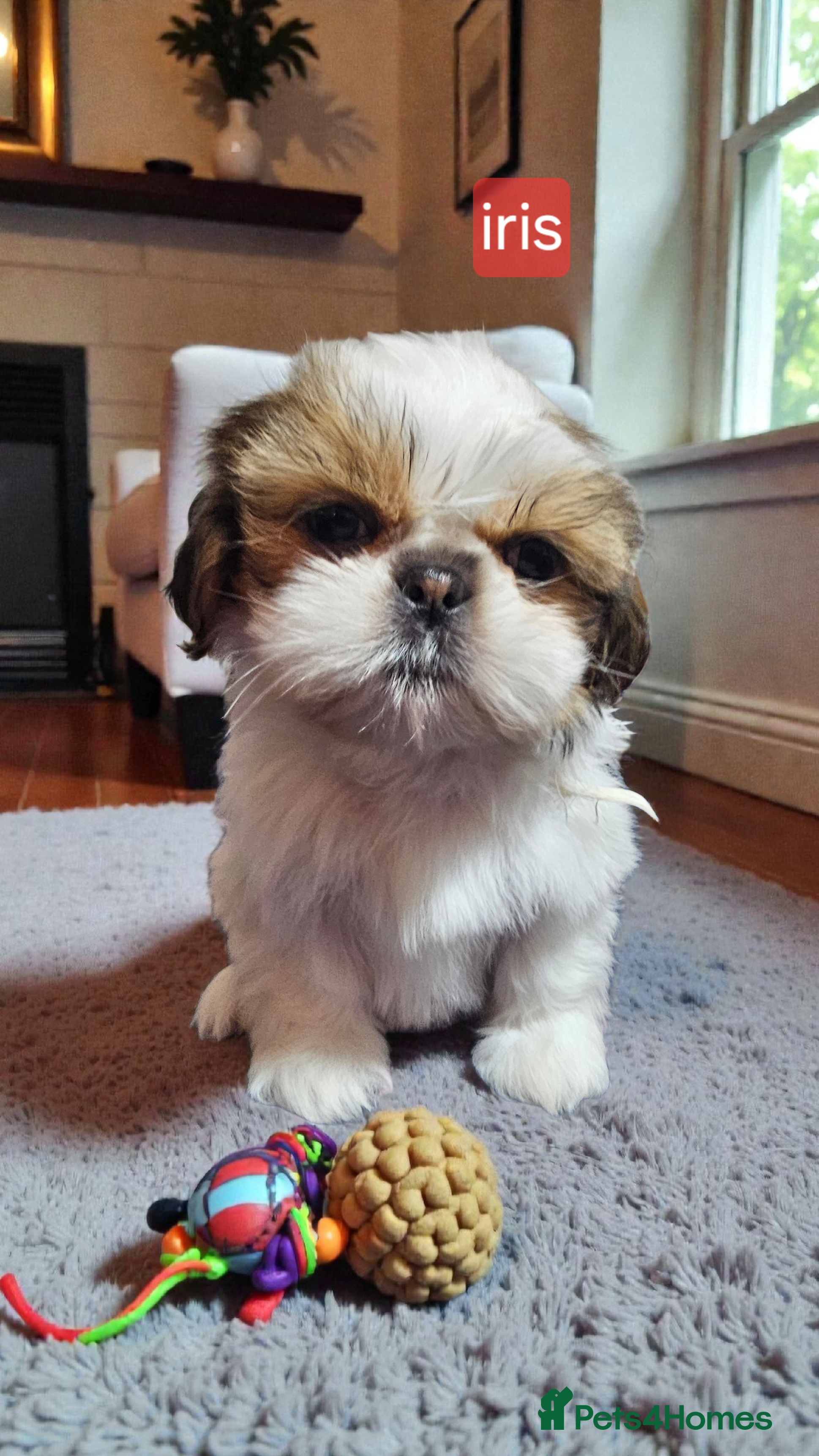 Shih Tzu dogs 💞STANDARD QUALITY SHIH TZU 💞 - Advert 16