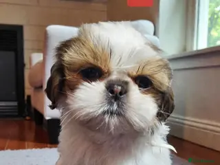 Shih Tzu dogs 💞STANDARD QUALITY SHIH TZU 💞 - Advert 16