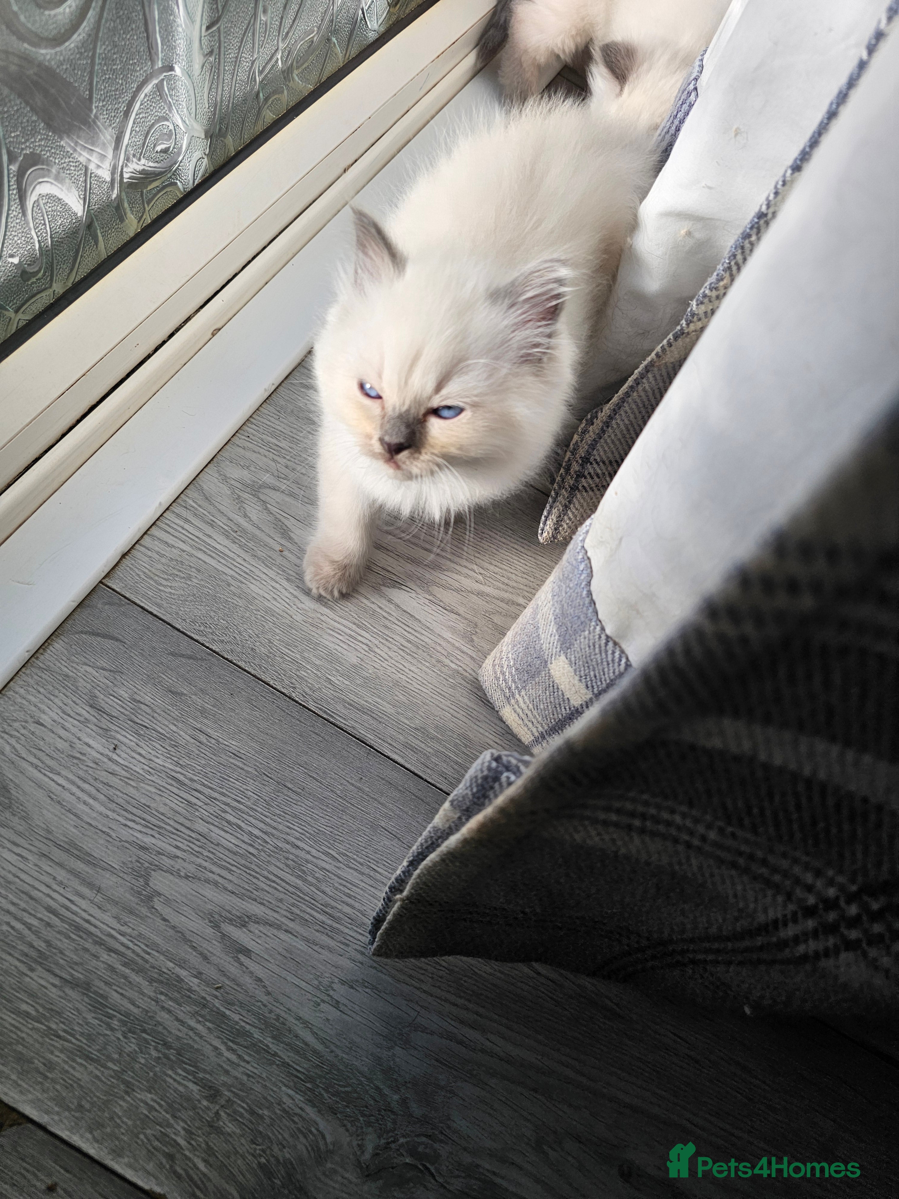 Ragdoll cats for sale: Blue point ragdoll kittens  - Advert 2