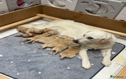 Golden Retriever dogs for sale: Pick of the litter! Chunky Golden Retriever Male - Image 3