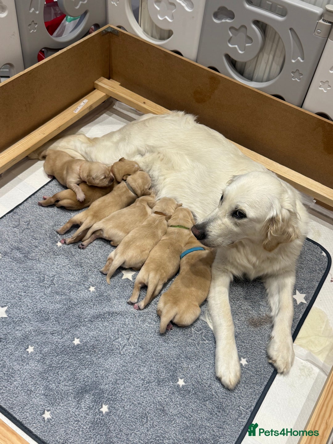 Golden Retriever dogs for sale: Pick of the litter! Chunky Golden Retriever Male - Image 3