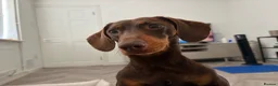 Dachshund dogs for stud: Marti is ready for stud  in Bracknell - Advert 4