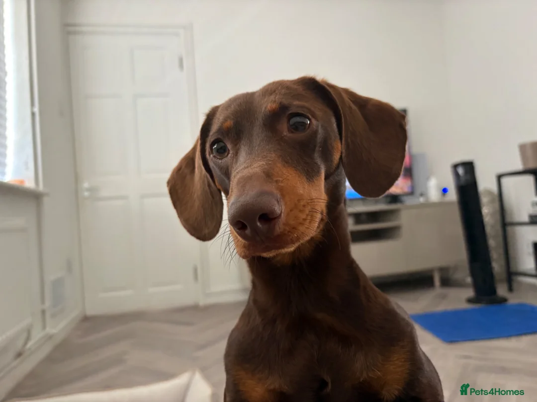 Dachshund dogs for stud: Marti is ready for stud  in Bracknell - Advert 4