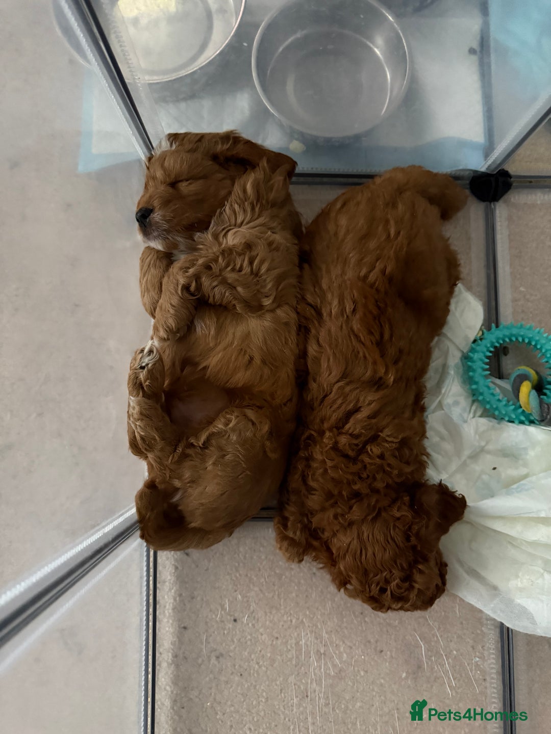 Cockapoo dogs for sale: Championship bloodline F1B toy Cockapoos  - Advert 38