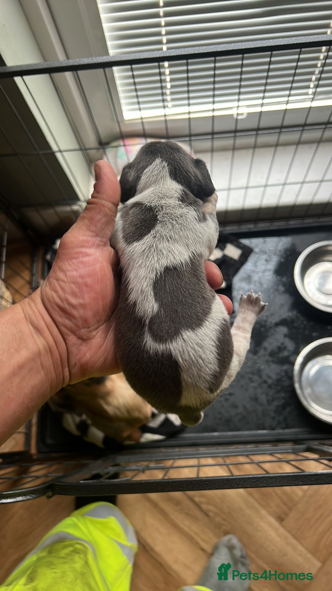 Miniature Dachshund dogs for sale: Miniature dachshund  - Image 24
